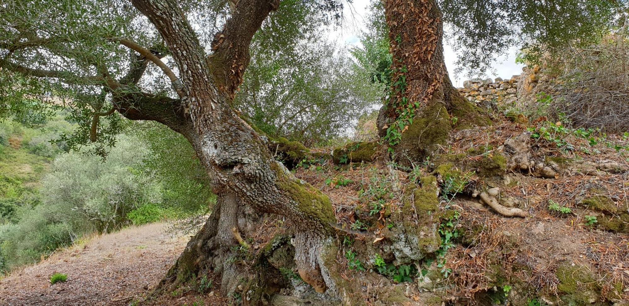 Casa Das Janelinhas - Cottage Near Sintra, Mafra, Ericeira Bagian luar foto